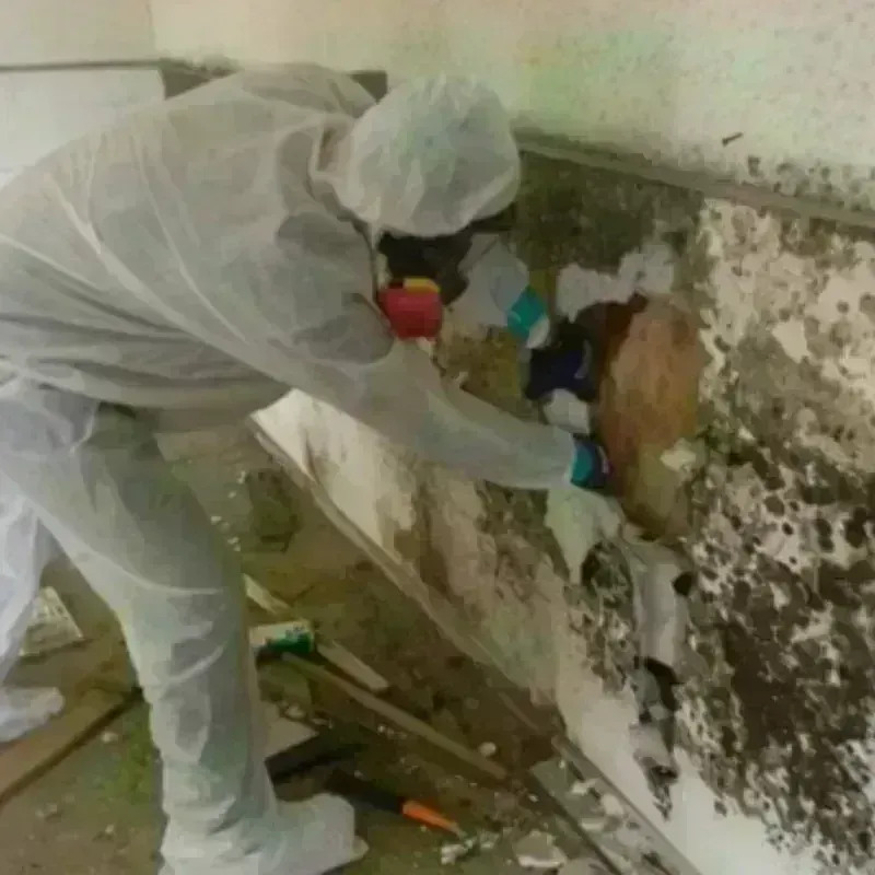 Mold Remediation and Removal in North Spearfish, SD